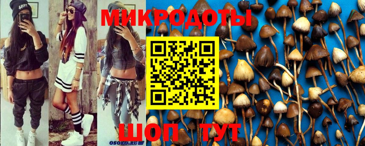 Сунжа  Псилоцибиновые грибы Psilocybine cubensis  Вход с VPN 